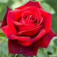 Regalami una rosa ..