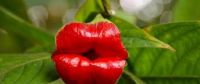 un bacio ...