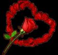 rose x la tua  Calda Liliana